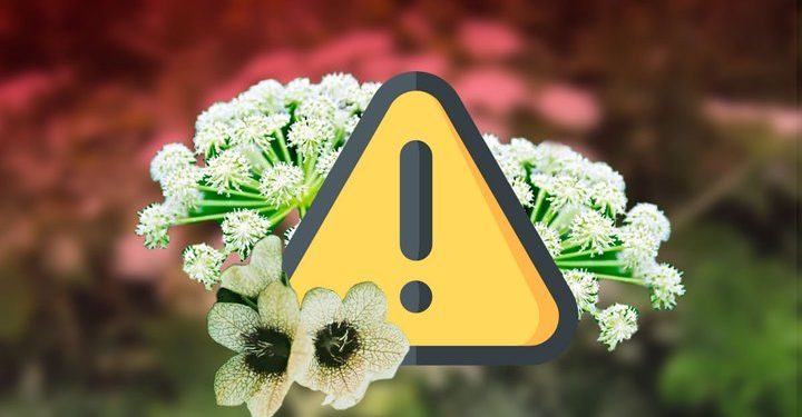 Україна впроваджує ePhyto з 1 лютого