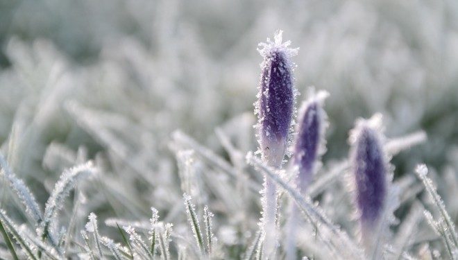 Весняні контрасти Київщини принесуть нічні заморозки