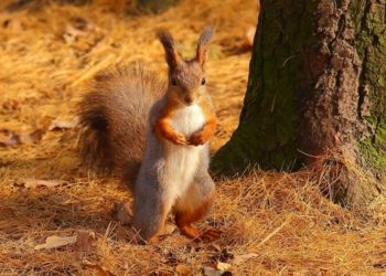 У Чернівцях скажена білка вкусила двох людей