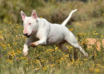 Кабмін затвердив перелік небезпечних порід собак (документ)