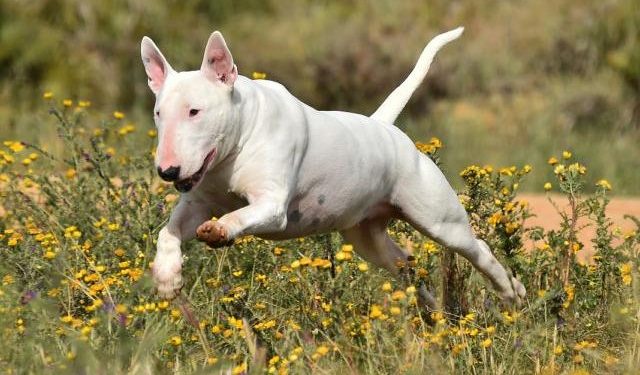 Кабмін затвердив перелік небезпечних порід собак (документ)