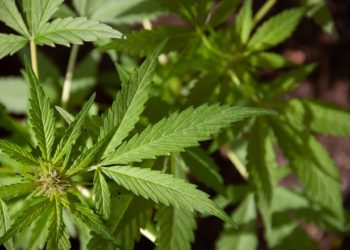 МОЗ винесло на громадське обговорення законопроєкт про медичний канабіс