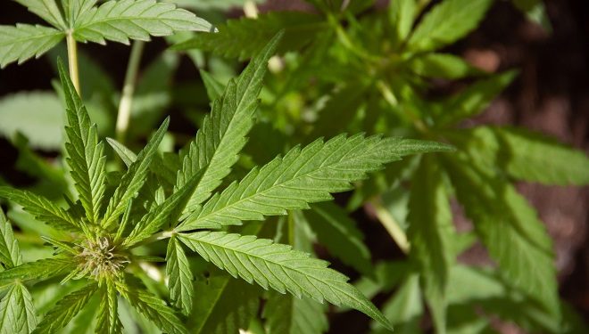 МОЗ винесло на громадське обговорення законопроєкт про медичний канабіс