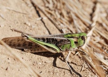 Єврокомісія дозволила їсти азіатську сарану