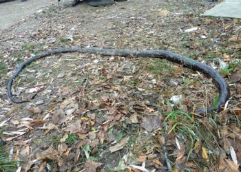 У місті на Сумщині на вулиці знайшли мертву найотруйнішу змію на планеті