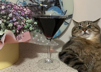 Дім моди Valentino замовив рекламу у харківського кота Степана після того, як його репостнула Брітні Спірс