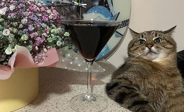 Дім моди Valentino замовив рекламу у харківського кота Степана після того, як його репостнула Брітні Спірс