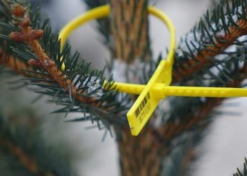 Держлісагентство підготувало до продажу пів мільйона легальних ялинок