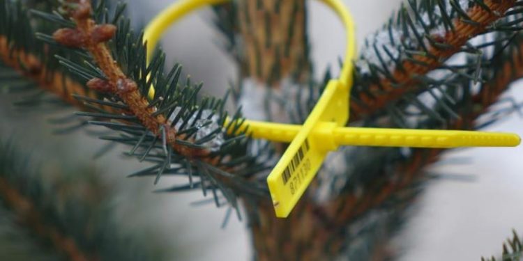 Держлісагентство підготувало до продажу пів мільйона легальних ялинок