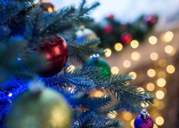 Жива новорічна ялинка у 37 разів екологічніша за штучну, – вчені