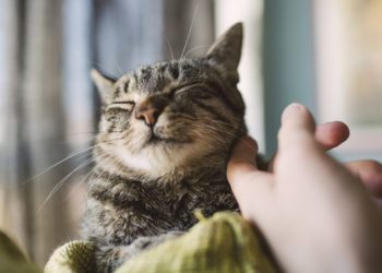 Іспанія визнала домашніх улюбленців законними членами родини