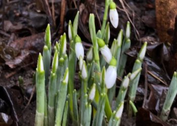 У Сваляві розцвіли підсніжники