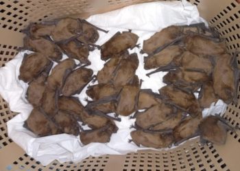 У Вінниці на балконі 9-поверхівки оселилися 40 кажанів (відео)