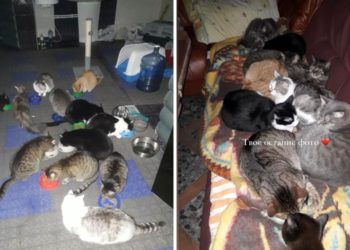 В Ірпені російські військові вбили чоловіка, який доглядав 13 котів