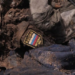 ЗСУ одним пострілом знищили 70 окупантів на Миколаївщині, ще 300 поранили