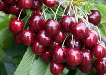 Експерт розповів, які продукти в Україні подорожчають через війну