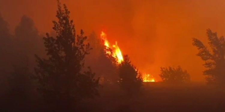 Поблизу Чорнобильської зони спалахнув ліс. Київ затягнуло димом (відео)