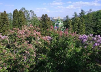 У Київському ботанічному квітують кущі бузку неймовірних кольорів і відтінків (фото)