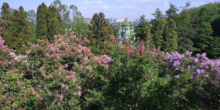 У Київському ботанічному квітують кущі бузку неймовірних кольорів і відтінків (фото)