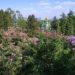 У Київському ботанічному квітують кущі бузку неймовірних кольорів і відтінків (фото)