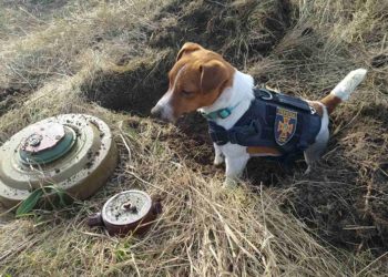 Зеленський нагородив пса Патрона медаллю (фото, відео)