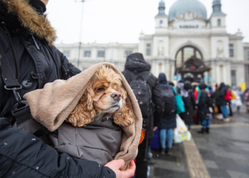 Укрзалізниця відзвітувала про 102,5 тис. евакуйованих домашніх тварин (фото)