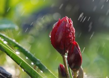 Дощі з грозами накриють захід і північ України (карта)