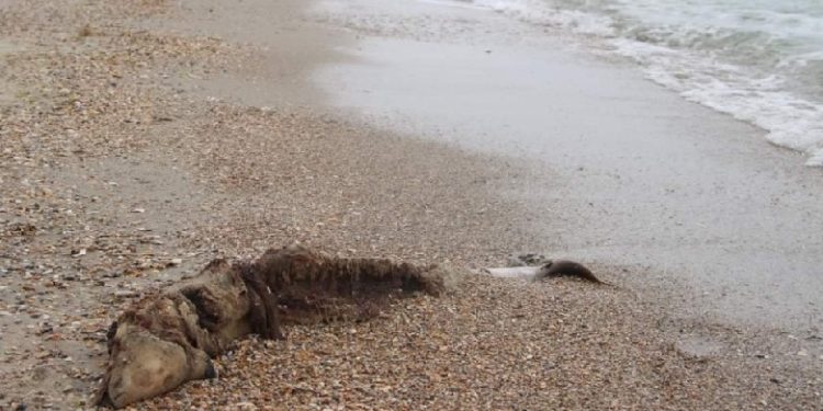 Каналізаційні стоки спричинили масову загибель дельфінів