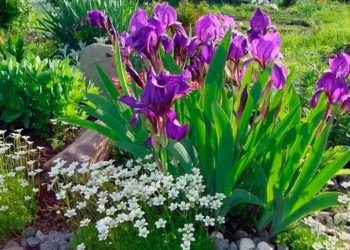 Початок тижня в Україні буде теплим, переважно без опадів