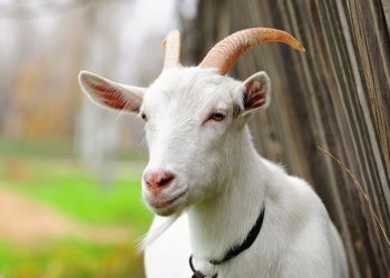 На Запоріжжі коза «знешкодила» кілька розтяжок, поранивши при цьому окупантів