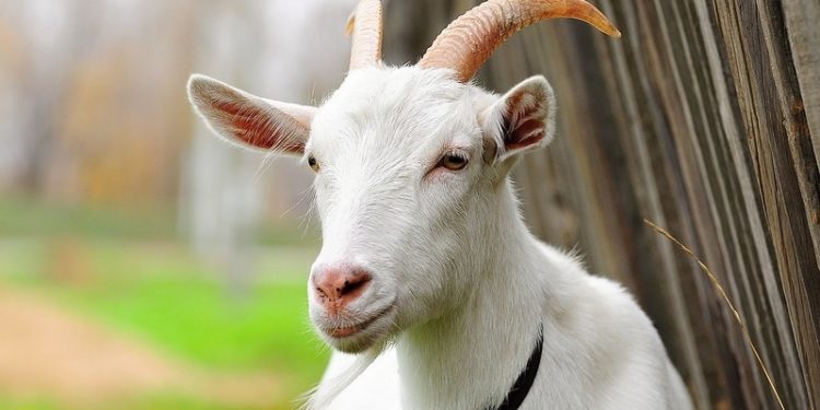 На Запоріжжі коза «знешкодила» кілька розтяжок, поранивши при цьому окупантів