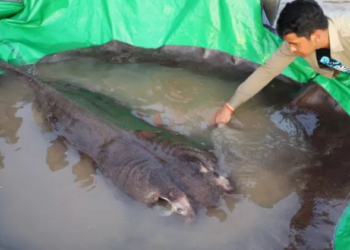 У Камбоджі піймали найбільшу у сучасній історії прісноводну рибу (фото)
