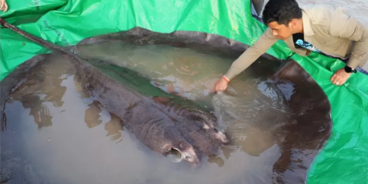У Камбоджі піймали найбільшу у сучасній історії прісноводну рибу (фото)