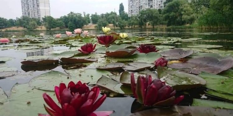 На Березняках у Києві розквітли різнобарвні німфеї (фото)
