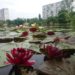 На Березняках у Києві розквітли різнобарвні німфеї (фото)