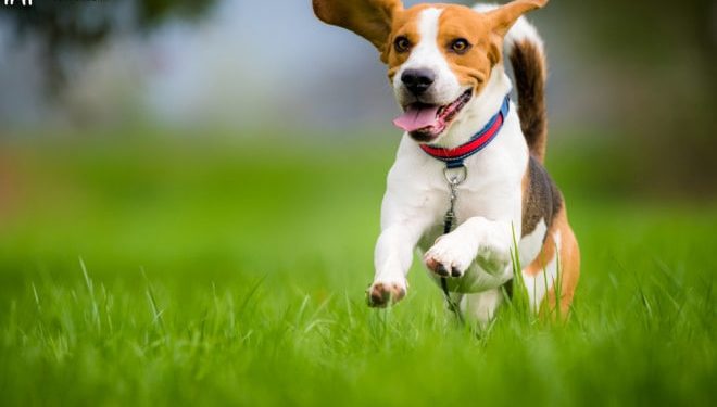 Якщо у тебе є цілий світ, то у собаки є тільки ти