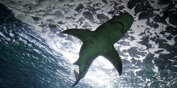 На курорті в Єгипті акула за день вбила двох жінок