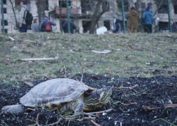 Черепаха, яка постраждала через обстріл, тепер живе у Київському зоопарку (фото)