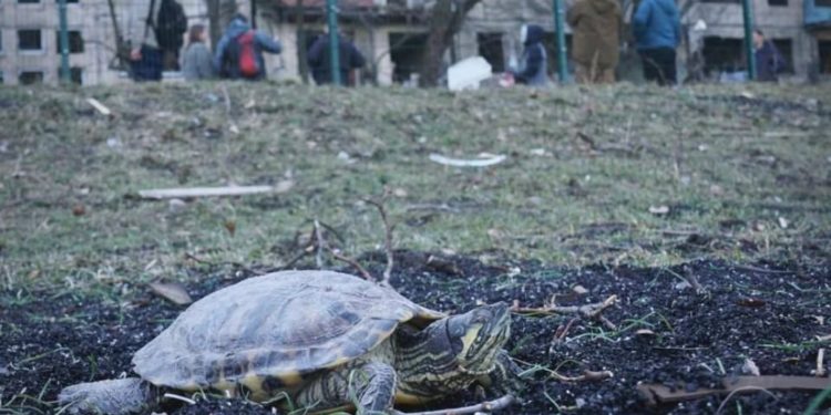 Черепаха, яка постраждала через обстріл, тепер живе у Київському зоопарку (фото)