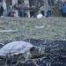 Черепаха, яка постраждала через обстріл, тепер живе у Київському зоопарку (фото)