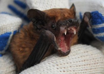 У Львові кажан вкусив 16-річного хлопця, поки він спав. Підлітка терміново госпіталізували