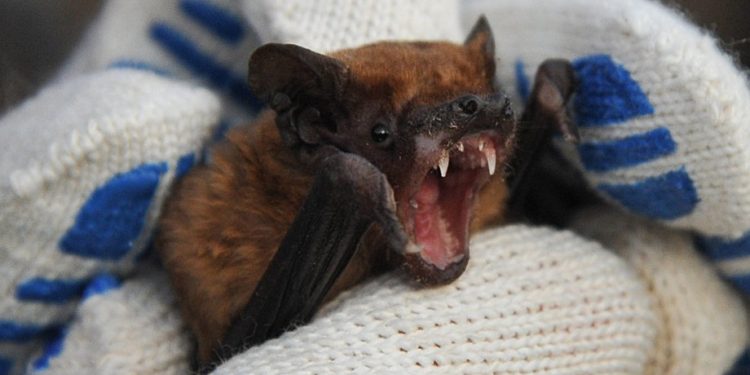 У Львові кажан вкусив 16-річного хлопця, поки він спав. Підлітка терміново госпіталізували