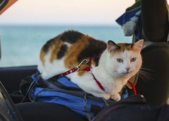 Без паспорта не впустять: Польща посилила правила перевезення тварин з України