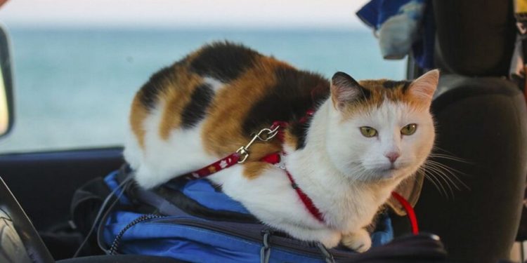 Без паспорта не впустять: Польща посилила правила перевезення тварин з України