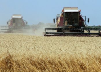 Аграрії прогнозують стабільність на ринку