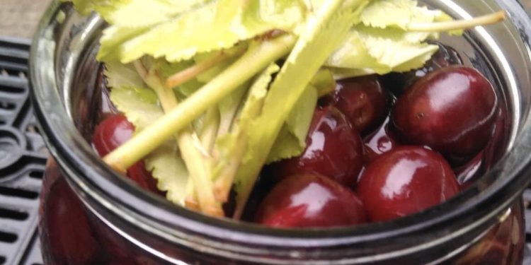 Садівник із Тернопільщини радить відновити забутий галицький бізнес