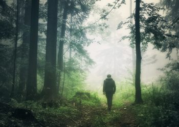 На Закарпатті заборонили заїжджати до лісу