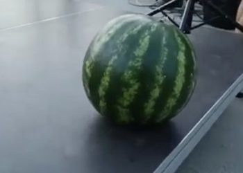 Під Одесою 8-кілограмовий херсонський кавун продали з молотка за 2 тисячі гривень (відео)