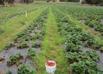 Через брак робітників з України на полях Фінляндії згнили близько 2 мільйонів кілограмів полуниці