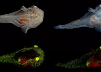 У Гренландії знайшли рибу, в жилах якої тече антифриз